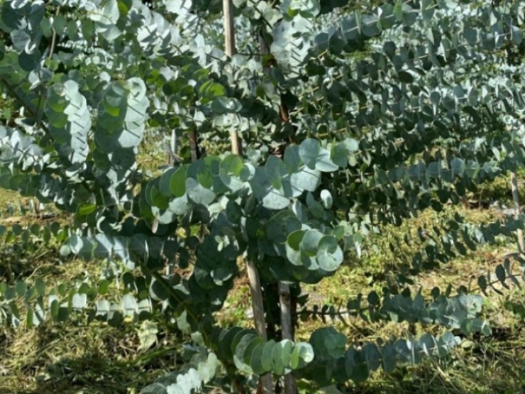 "Hốt bạc" từ loại cây cảnh nghe tên đã thấy tiền